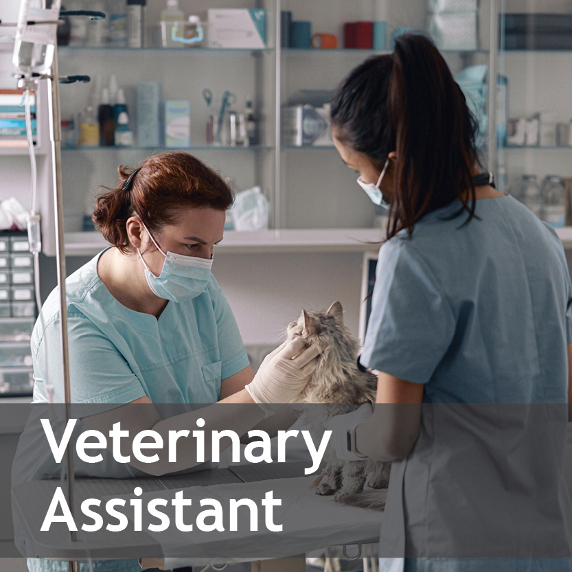 Veterinary-Assistant